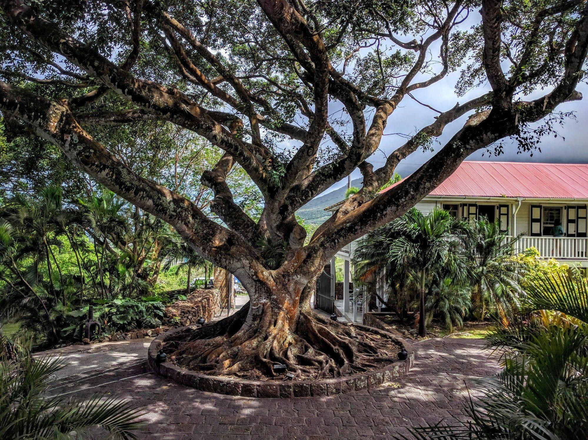 Montpelier Plantation & Beach Charlestown Exterior foto